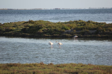 gaviotas y flamencos en humedal del delta del ebro
