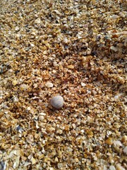 seashells on the beach