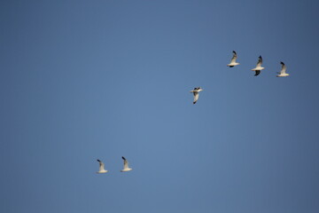 gaviotas y flamencos en humedal del delta del ebro