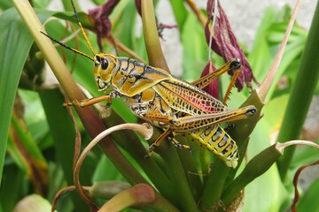 Tropical grasshopper on plant in Florida nature, closeup