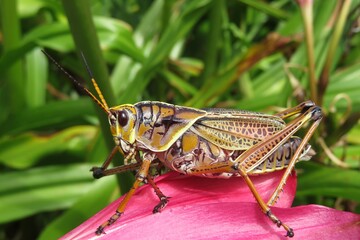 Tropical grasshopper on lily flower in Florida nature, closeup