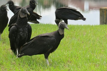 Black american vultures near the river in Florida nature, closeup