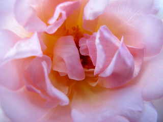 Detail of the petals of a rose creating spectacular shapes, colors and light play.
