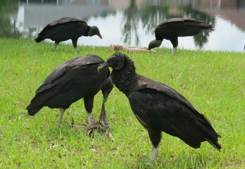 Black american vultures eating carrion near the river in Florida nature, closeup