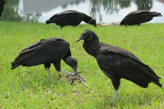 Black american vultures on grass at the river in Florida nature