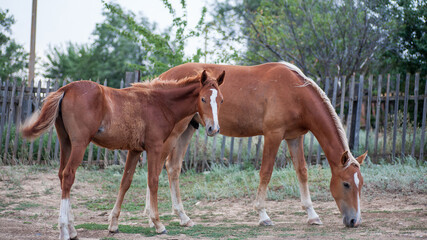 Obraz premium A farmer's domestic horse