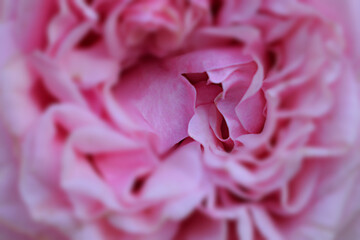 Detail of the petals of a rose creating spectacular shapes, colors and light play.
