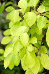Fototapeta na wymiar Green leaves of schisandra on branches. Schisandra thickets without fruits