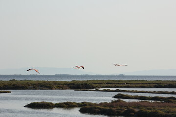 flamencos volando y en un humedal del delta del ebro