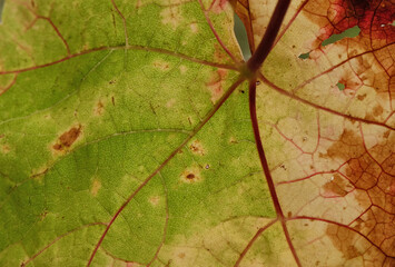 Macro detail of the texture of a leaf in autumn.
