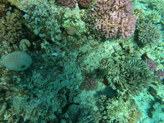 Reef with lots of colorful corals and lots of fish in clear blue water in the Red Sea near Hurgharda, Egypt
