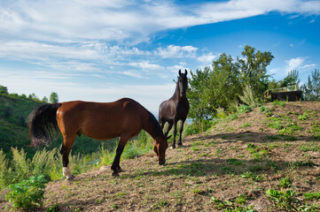 horse in the farm