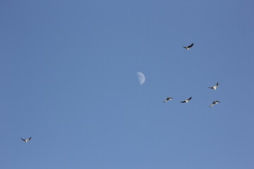 flamencos volando y en un humedal del delta del ebro