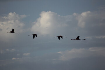 flamencos volando y en un humedal del delta del ebro