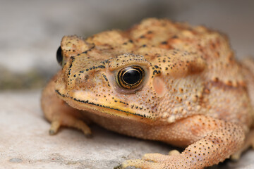 Golden eyes of Indian common toad (Duttaphrynus melanostrictus))