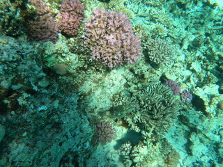 Reef with lots of colorful corals and lots of fish in clear blue water in the Red Sea near...