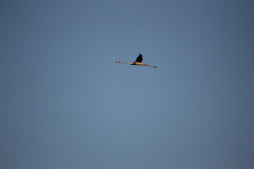flamencos volando y en un humedal del delta del ebro
