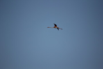 flamencos volando y en un humedal del delta del ebro