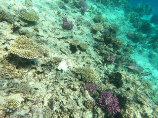 Reef with lots of colorful corals and lots of fish in clear blue water in the Red Sea near Hurgharda, Egypt