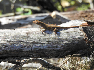 Small lizard on a log in Florida