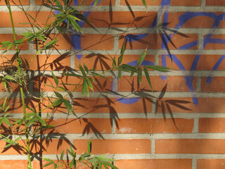 Climbing plant on a brick wall with shadows and painted in different colors

