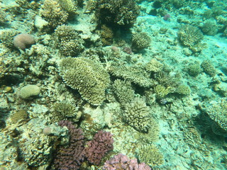 Obraz na płótnie Canvas Reef with lots of colorful corals and lots of fish in clear blue water in the Red Sea near Hurgharda, Egypt