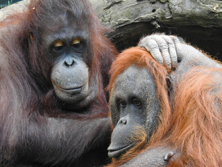 Loving Orangutan Family © Lisa