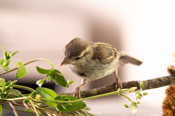 Hausspatz Weibchen von Hand aufgezogen auf Zweig