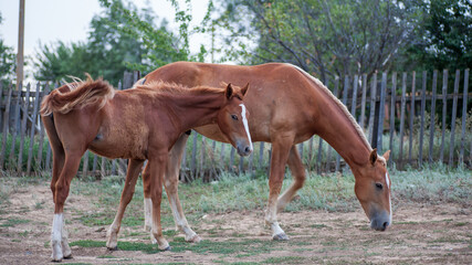 Fototapeta premium A farmer's domestic horse