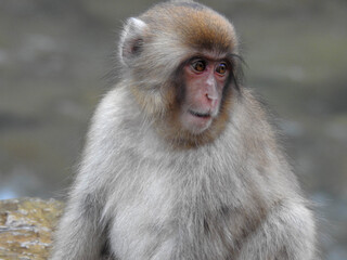 Japanese Macaque in Jigokudani