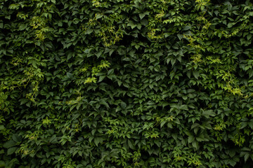 green ivy background