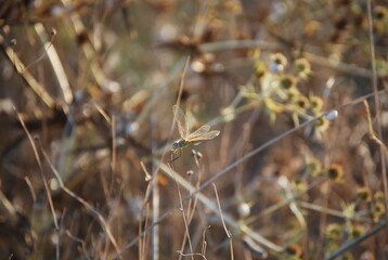 Dragonfly Insect on top of Branch