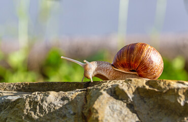 Schnecke  - Weinbergschnecke - Weg 