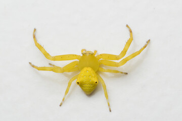Yellow flower crab spider (Thomisus onustus)