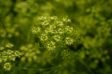 green leaves background