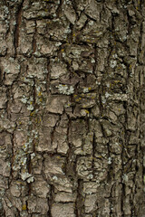 tree bark texture