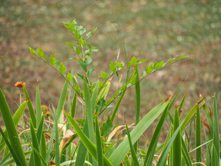 Plant emerging on the rest of the vegetation in a haughty way, unfocused background
