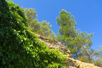 Bosque.