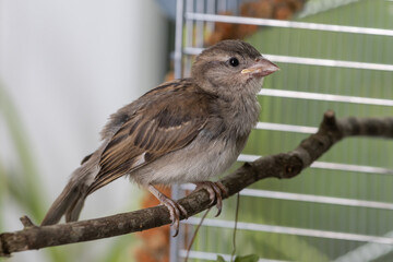 Hausspatz Weibchen von Hand aufgezogen