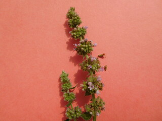 fresh sprig of peppermint with flowers and leaves on pink paper background 