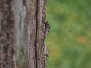 Detail of a tree trunk occupying half of the frame and with a nice unfocused background in the other half.
