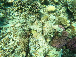 Reef with lots of colorful corals and lots of fish in clear blue water in the Red Sea near Hurgharda, Egypt