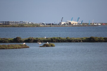 flamencos volando y en un humedal del delta del Ebro