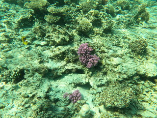 Reef with lots of colorful corals and lots of fish in clear blue water in the Red Sea near...