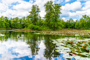 Fototapeta na wymiar Park pond full of waterlilies in baroque Castle Gardens in Cesky Krumlov, Czech Republic