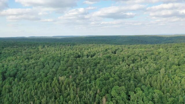 forest_panorama
