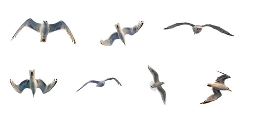 Sea gull flies in the sky. Isolated image on a white background.