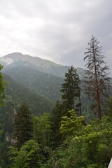 mountain landscape with fog