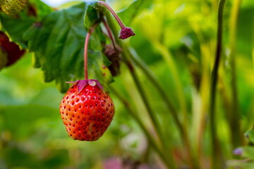 strawberry berry growing in natural environment. Macro close-up.