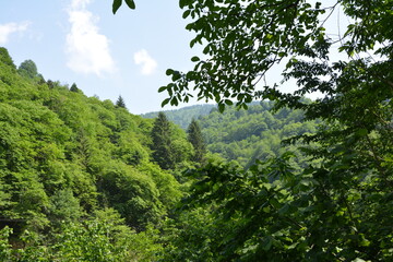 forest and ountains.
